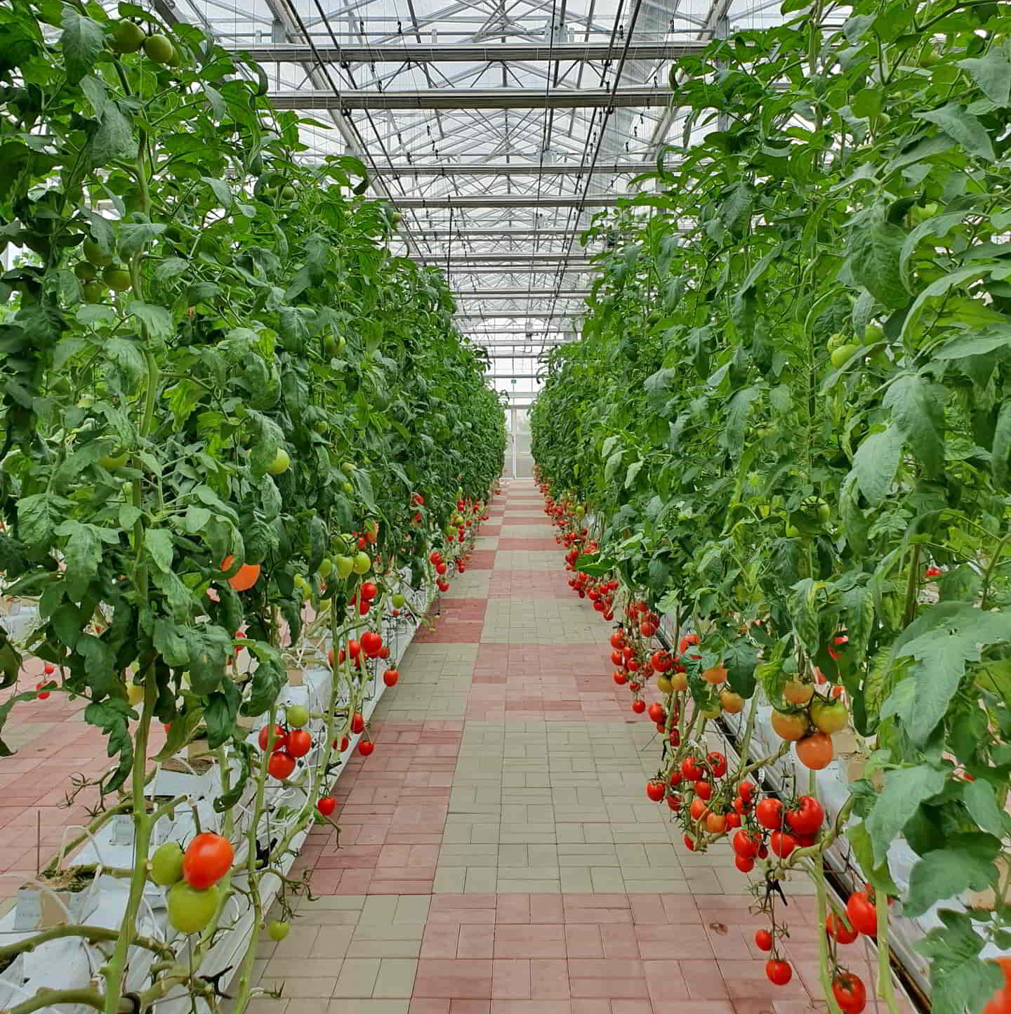 Invernadero usando plasticos y clips para cultivos lleno de tomateras en plena producción